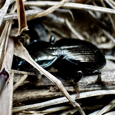 Cardiothorax sp. (genus) (Darkling Beetle) at Cotter River, ACT - 1 Feb 2025 by WindyHen