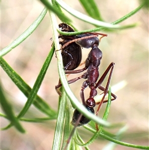 Myrmecia sp. (genus) at Cook, ACT - 2 Feb 2025 08:24 AM