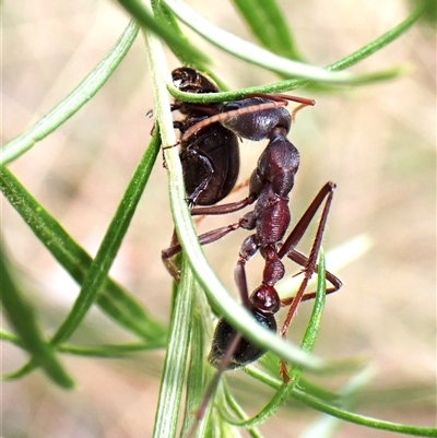 Myrmecia sp. (genus) (Bull ant or Jack Jumper) at Cook, ACT - 2 Feb 2025 by CathB