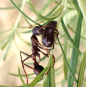 Myrmecia sp. (genus) at Cook, ACT - 2 Feb 2025 08:24 AM