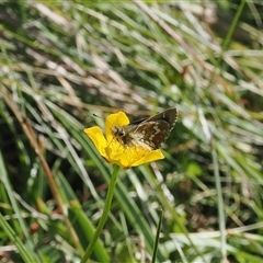 Atkinsia dominula (Two-brand grass-skipper) at Booth, ACT - 28 Jan 2025 by RAllen