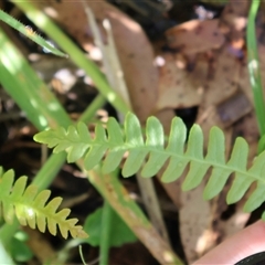 Blechnum penna-marina (Alpine Water Fern) at Tharwa, ACT - 2 Feb 2025 by Clarel