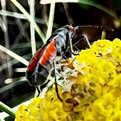 Melanerythrus mutilatus (A seed eating bug) at Cotter River, ACT - 1 Feb 2025 by WindyHen