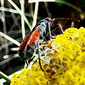 Unidentified Beetle (Coleoptera) at Cotter River, ACT by WindyHen