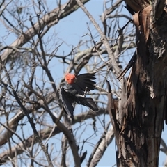 Callocephalon fimbriatum (Gang-gang Cockatoo) at Booth, ACT - 28 Jan 2025 by RAllen