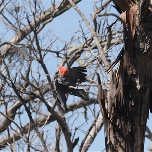 Callocephalon fimbriatum (Gang-gang Cockatoo) at Booth, ACT by RAllen