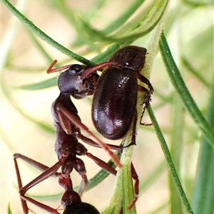 Unidentified Scarab beetle (Scarabaeidae) at Cook, ACT by CathB