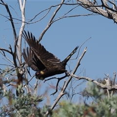 Zanda funerea (Yellow-tailed Black-Cockatoo) at Booth, ACT - 28 Jan 2025 by RAllen