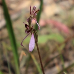 Eriochilus magenteus (Magenta Autumn Orchid) at Tharwa, ACT - 2 Feb 2025 by Clarel