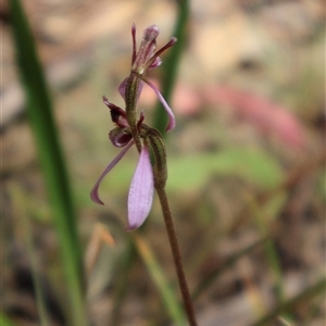 Eriochilus magenteus (Magenta Autumn Orchid) at Tharwa, ACT by Clarel