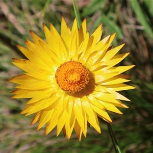 Xerochrysum subundulatum (Alpine Everlasting) at Tharwa, ACT by Clarel