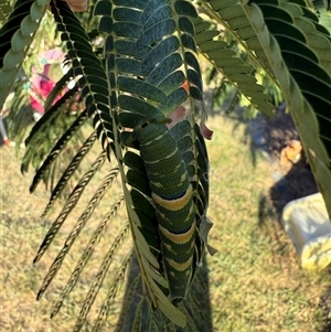 Charaxes sempronius at Palmerston, ACT - 1 Feb 2025 06:30 PM