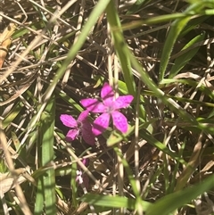 Dianthus armeria (Deptford Pink) at Harolds Cross, NSW - 2 Feb 2025 by courtneyb