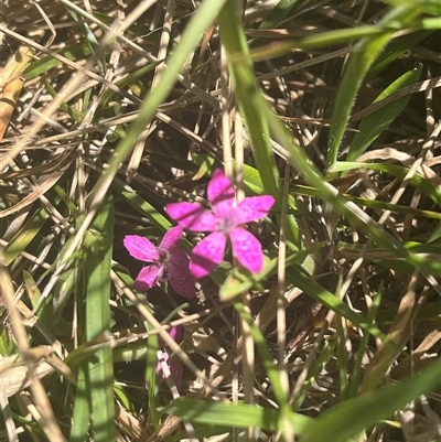 Dianthus armeria (Deptford Pink) at Harolds Cross, NSW - 2 Feb 2025 by courtneyb