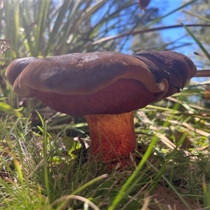 Bolete sp. at Harolds Cross, NSW by courtneyb