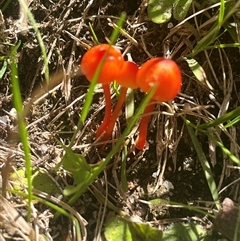 Hygrocybe sp. ‘red’ (A Waxcap) at Harolds Cross, NSW - 2 Feb 2025 by courtneyb