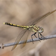 Orthetrum caledonicum (Blue Skimmer) at Hughes, ACT - 2 Feb 2025 by LisaH