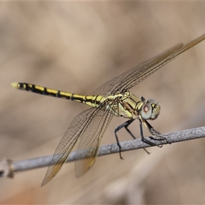 Unidentified Dragonfly (Anisoptera) at Hughes, ACT by LisaH