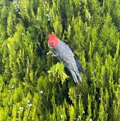 Callocephalon fimbriatum (Gang-gang Cockatoo) at Curtin, ACT - 2 Feb 2025 by Hannah