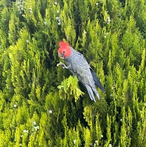 Callocephalon fimbriatum (Gang-gang Cockatoo) at Curtin, ACT by Hannah