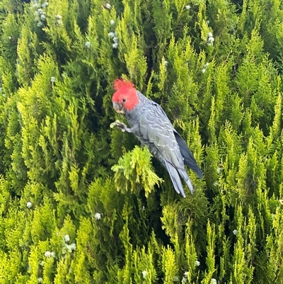 Callocephalon fimbriatum (Gang-gang Cockatoo) at Curtin, ACT - 2 Feb 2025 by Hannah