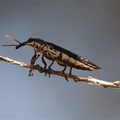 Rhinotia sp. (genus) (Unidentified Rhinotia weevil) at Hughes, ACT - 2 Feb 2025 by LisaH