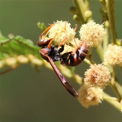 Polistes (Polistella) humilis (Common Paper Wasp) at Deakin, ACT - 2 Feb 2025 by LisaH