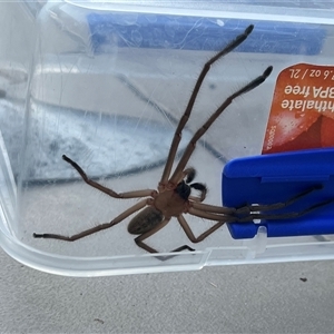 Unidentified Huntsman spider (Sparassidae) at Braddon, ACT by courtneyb