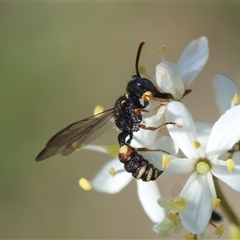 Cerceris sp. (genus) (Unidentified Cerceris wasp) at Hughes, ACT - 2 Feb 2025 by LisaH