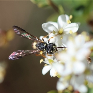 Cerceris sp. (genus) at Hughes, ACT - 2 Feb 2025 04:25 PM