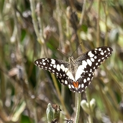 Papilio demoleus at Penrose, NSW - 2 Feb 2025 by Aussiegall