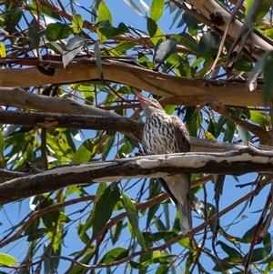 Oriolus sagittatus at Penrose, NSW - suppressed