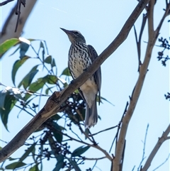 Oriolus sagittatus at Penrose, NSW - suppressed