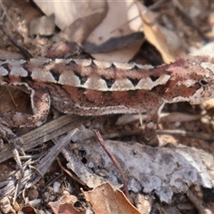 Rankinia diemensis (Mountain Dragon) at Cotter River, ACT - 2 Feb 2025 by Clarel