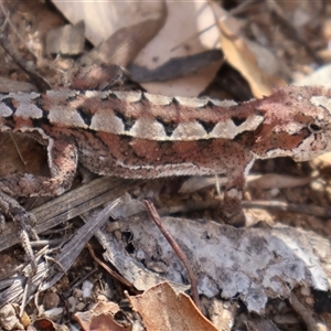 Rankinia diemensis at Cotter River, ACT by Clarel