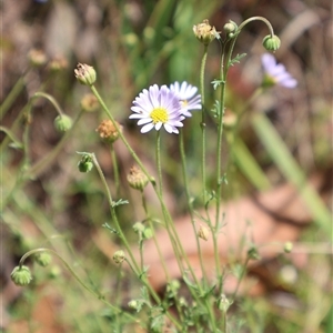 Brachyscome rigidula (Hairy Cut-leaf Daisy) at Cotter River, ACT by Clarel