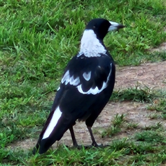 Gymnorhina tibicen (Australian Magpie) at Braidwood, NSW - 2 Feb 2025 by MatthewFrawley