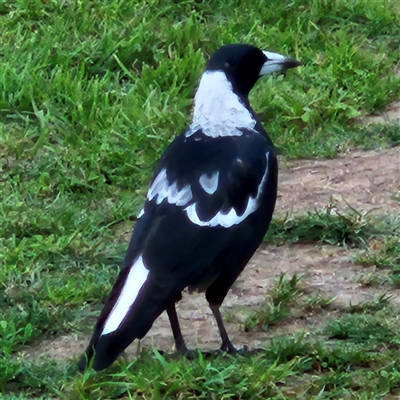 Gymnorhina tibicen (Australian Magpie) at Braidwood, NSW - 2 Feb 2025 by MatthewFrawley