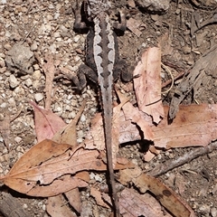 Rankinia diemensis (Mountain Dragon) at Tharwa, ACT - 2 Feb 2025 by Clarel