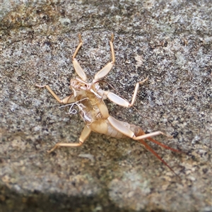 Unidentified Stonefly (Plecoptera) at Liffey, TAS by JimL