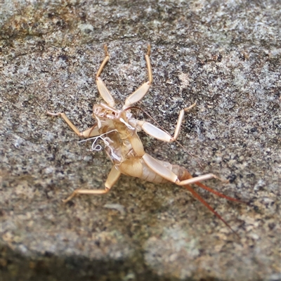 Unidentified Stonefly (Plecoptera) at Liffey, TAS - 2 Feb 2025 by JimL