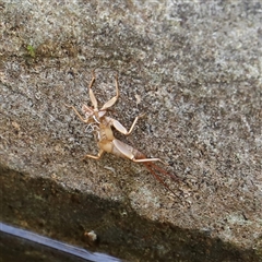 Plecoptera sp. (order) at Liffey, TAS - 2 Feb 2025 11:17 AM