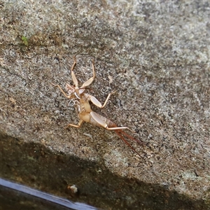 Plecoptera sp. (order) at Liffey, TAS - 2 Feb 2025 11:17 AM