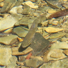 Salmo trutta at Liffey, TAS - 2 Feb 2025 by JimL