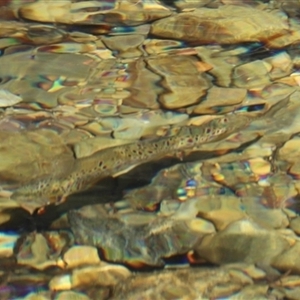 Salmo trutta at Liffey, TAS - 2 Feb 2025 11:23 AM