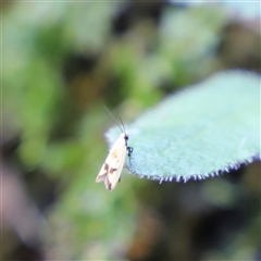 Unidentified Moth (Lepidoptera) at Liffey, TAS - 2 Feb 2025 by JimL