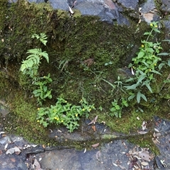 Unidentified Plant at Liffey, TAS - 2 Feb 2025 by JimL