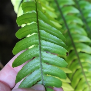 Blechnum penna-marina subsp. alpina at Liffey, TAS by JimL