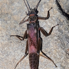 Unidentified Stonefly (Plecoptera) at Liffey, TAS - 2 Feb 2025 by JimL