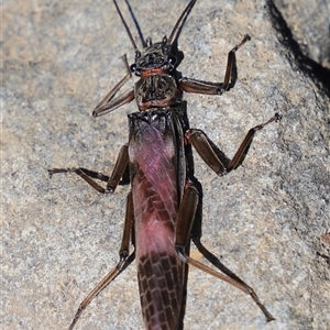 Unidentified Stonefly (Plecoptera) at Liffey, TAS by JimL